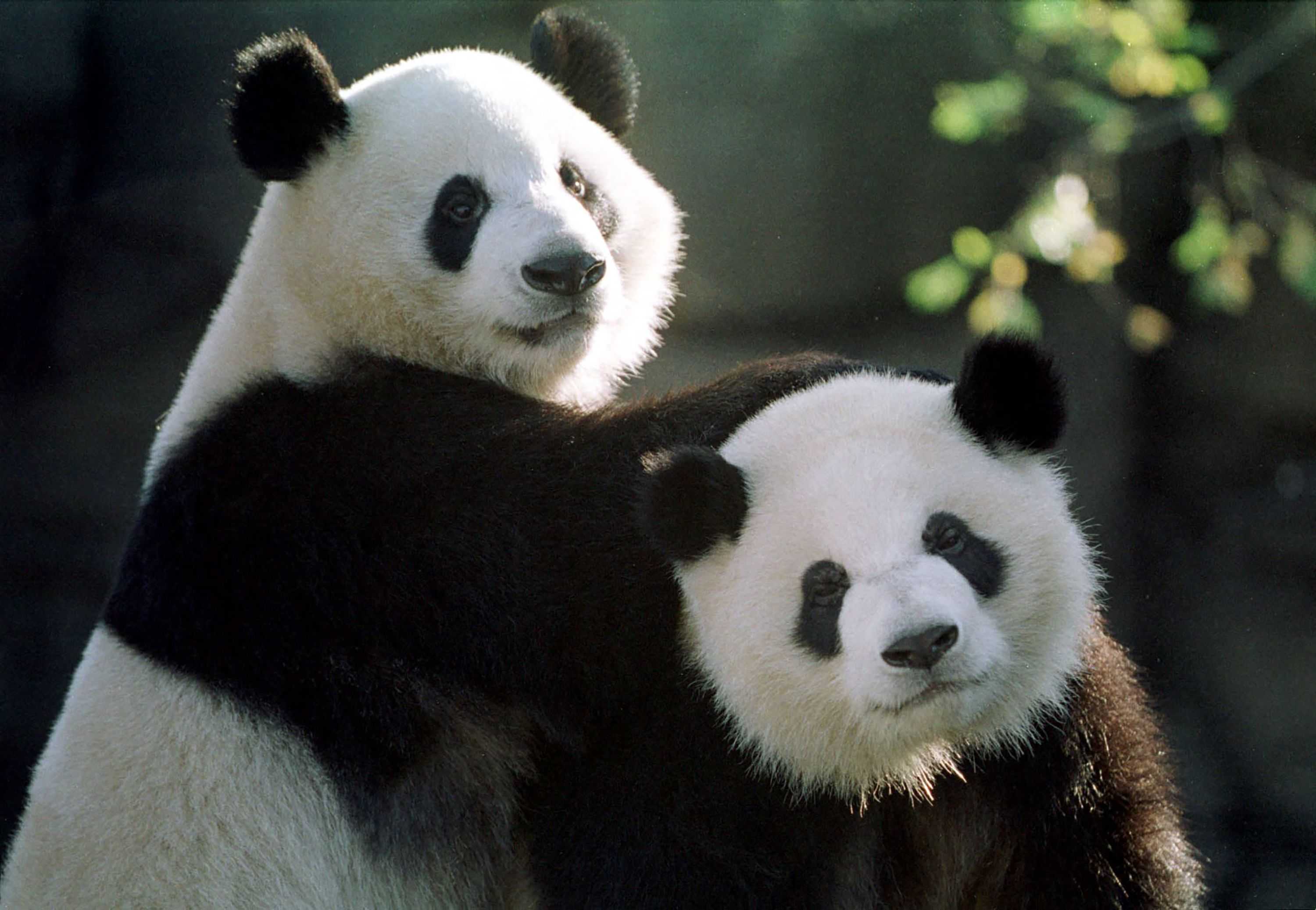 The Science Behind Giant Panda Veterinary Care  Smithsonian's National Zoo  and Conservation Biology Institute
