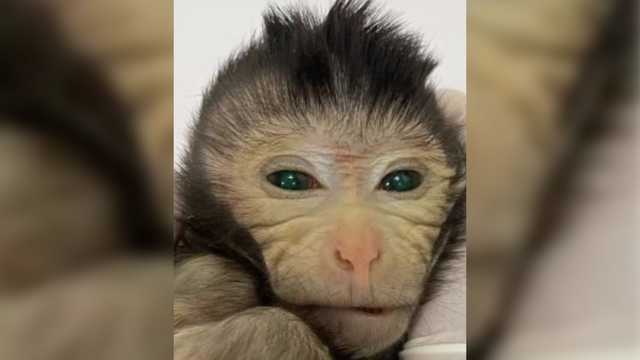Scientists create chimeric monkey with 2 sets of DNA - Vimarsana News