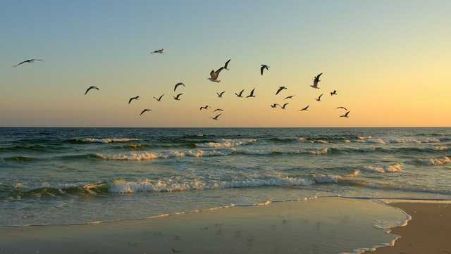 South Carolina represented on 'Best Beaches in the U.S.' list - Vimarsana News