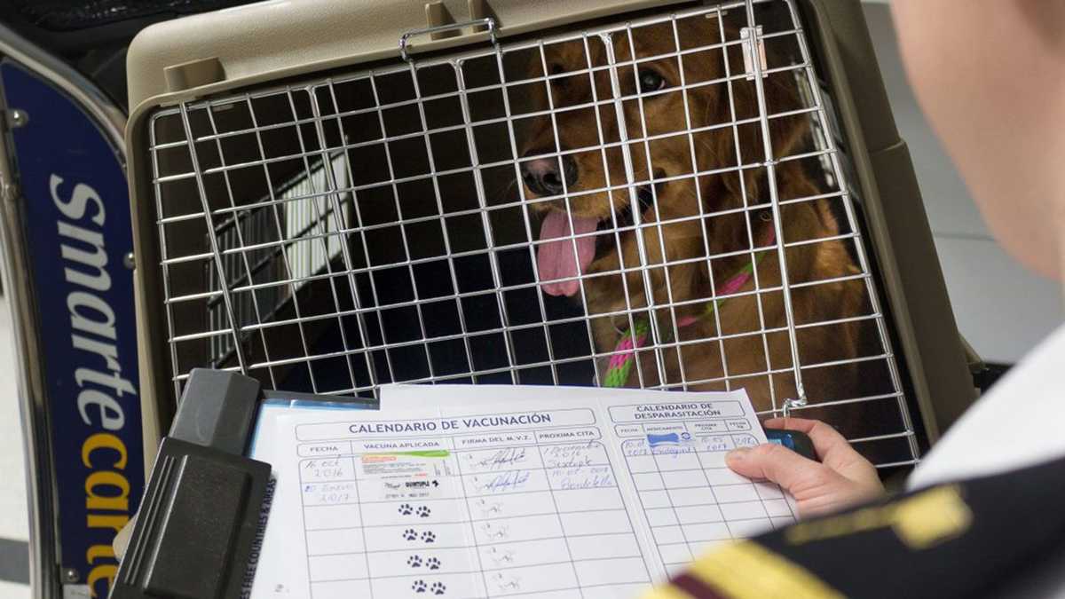 To keep US free of dog rabies, CDC proposes import rules update