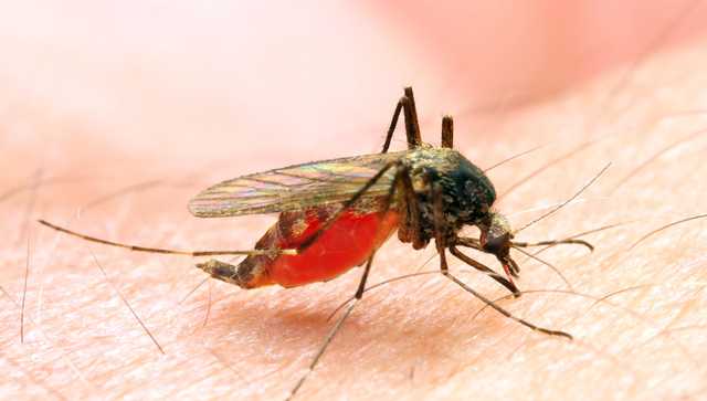 CDC warns of 1st locally acquired malaria cases in US in 20 years - Vimarsana News
