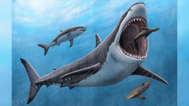 Scientists: New clue found in what led to megalodon's demise - Vimarsana News