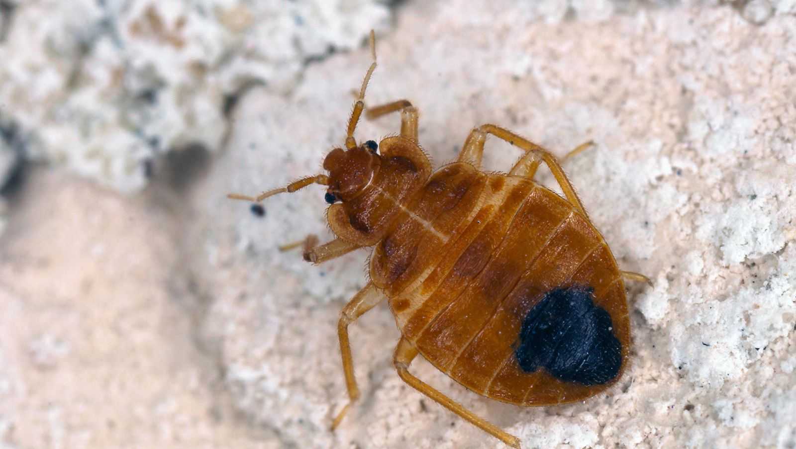 What travelers need to know about bedbugs this summer - Vimarsana News