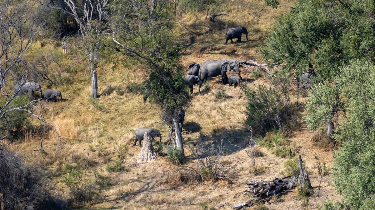 Herd of orphan elephants could help bring back the woolly mammoth