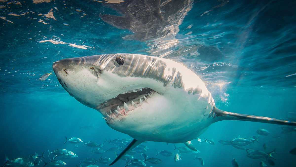 A look at the locations worldwide with the highest rates of shark attacks