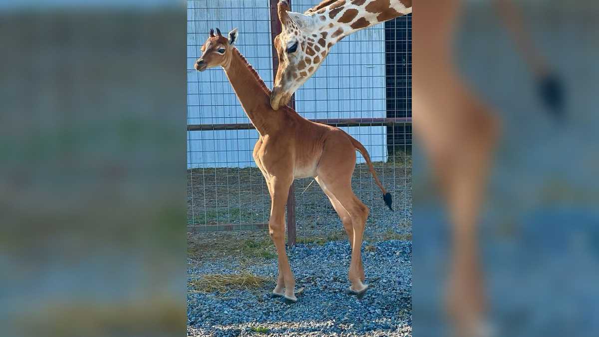 Giraffe-sized flying reptiles once soared over Alberta