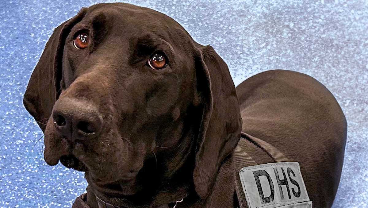 TSA’s 2024 canine calendar will melt your travelin’ heart