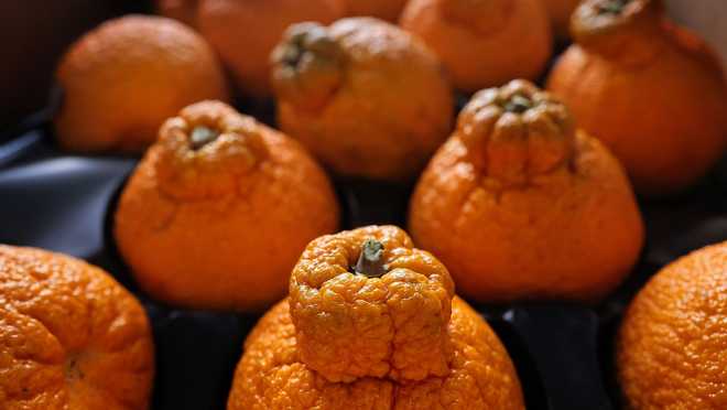 Sumo Citrus and other fruit varietals have developed a cult following.