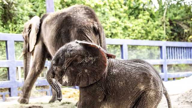 First baby African elephant born at Disney's Animal Kingdom in 7 years, park says - Vimarsana News