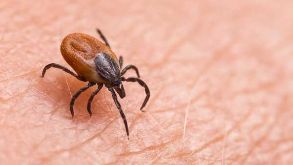 insects can be carriers of diseases like lyme and west nile virus.