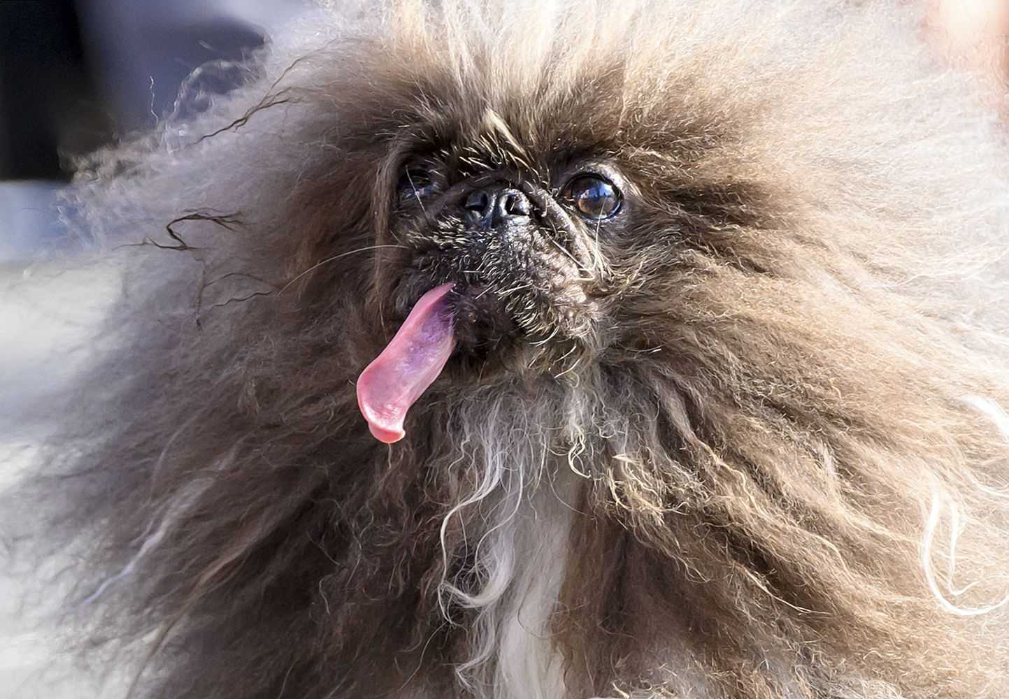 'World’s ugliest dog' is a long-tongued frizz-ball called Wild Thang