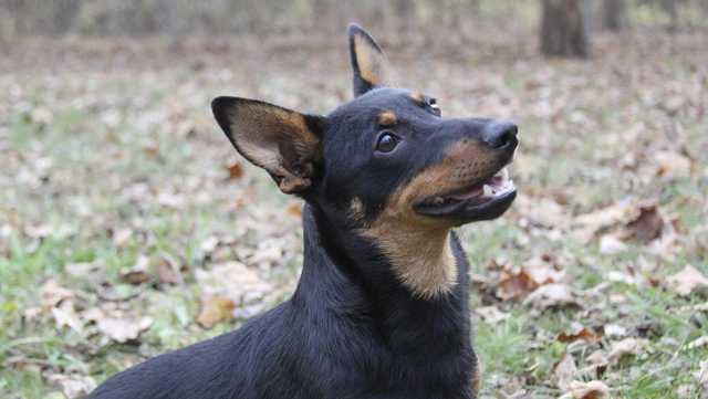 Lancashire heeler recognized by AKC as its 201st dog breed - Vimarsana News