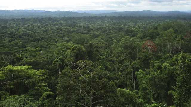 Network of ancient cities uncovered in the Amazon rainforest - Vimarsana News