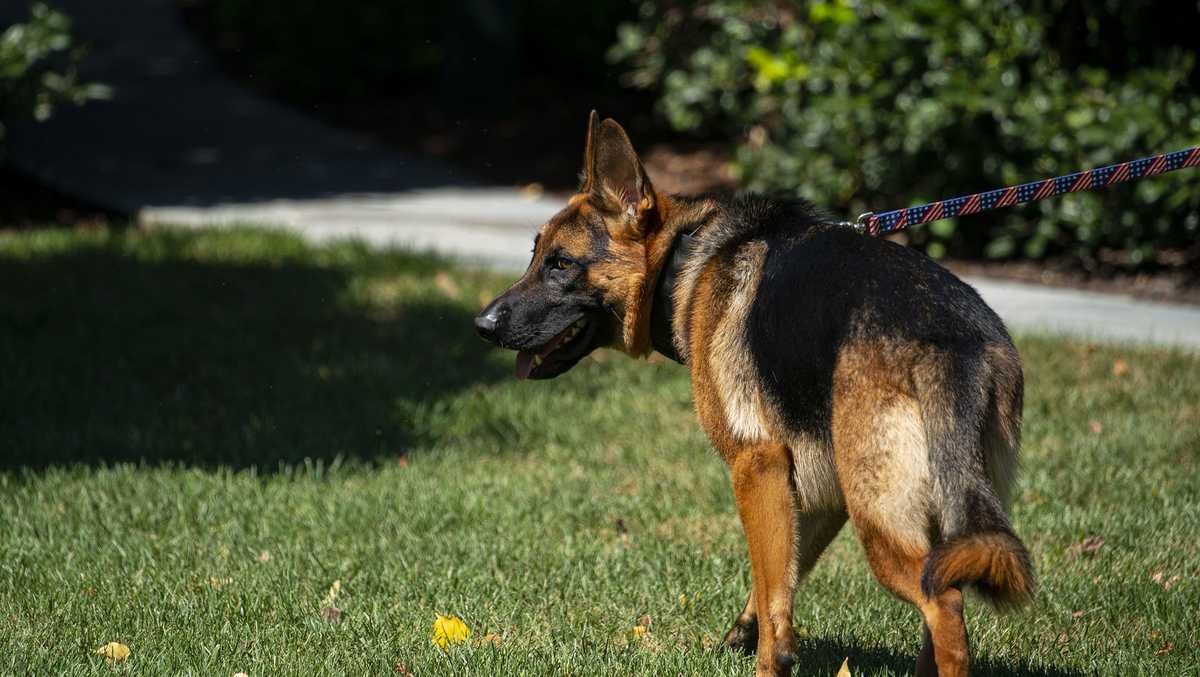 拜登的狗在至少24次事件中咬伤了特勤局人员