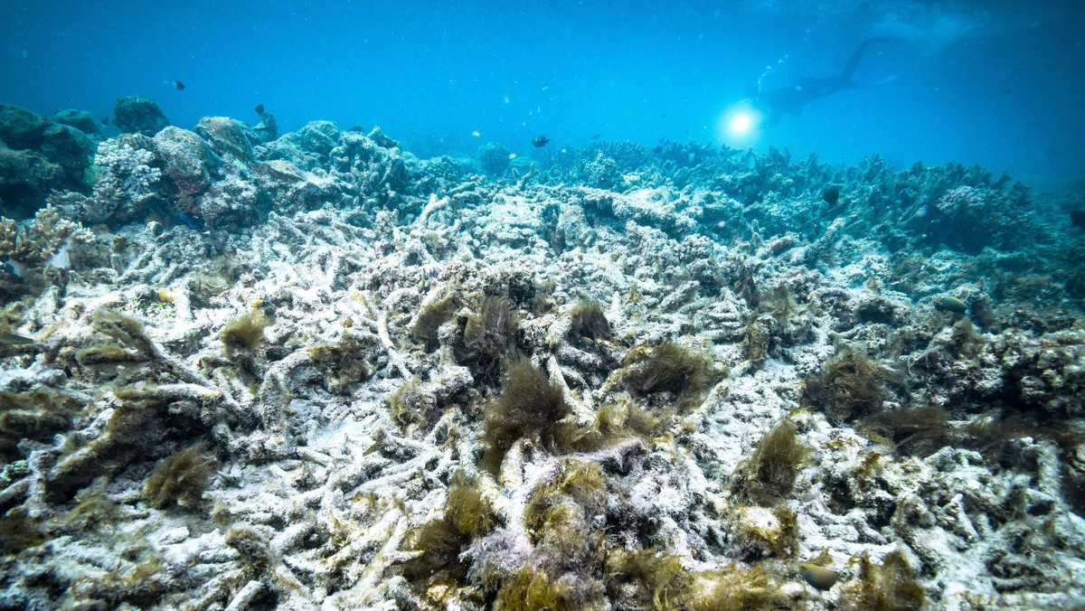 The Great Barrier Reef and the Battle Against Coral Bleaching