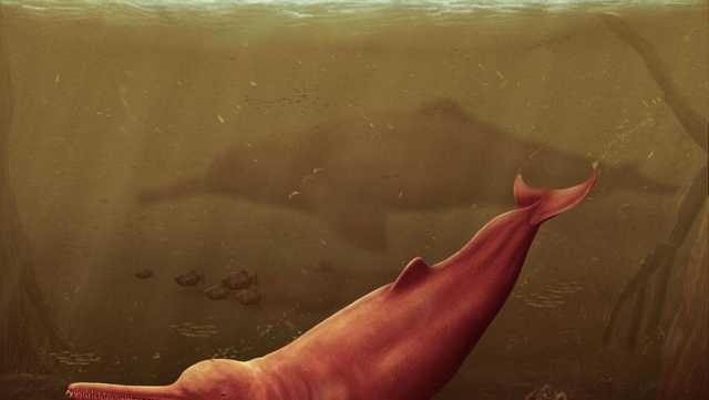'It's a dolphin!': Researchers uncover unusual ancient fossil in the Amazon - Vimarsana News