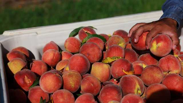 Georgia: What can we expect from this year's peach crop? - Vimarsana News