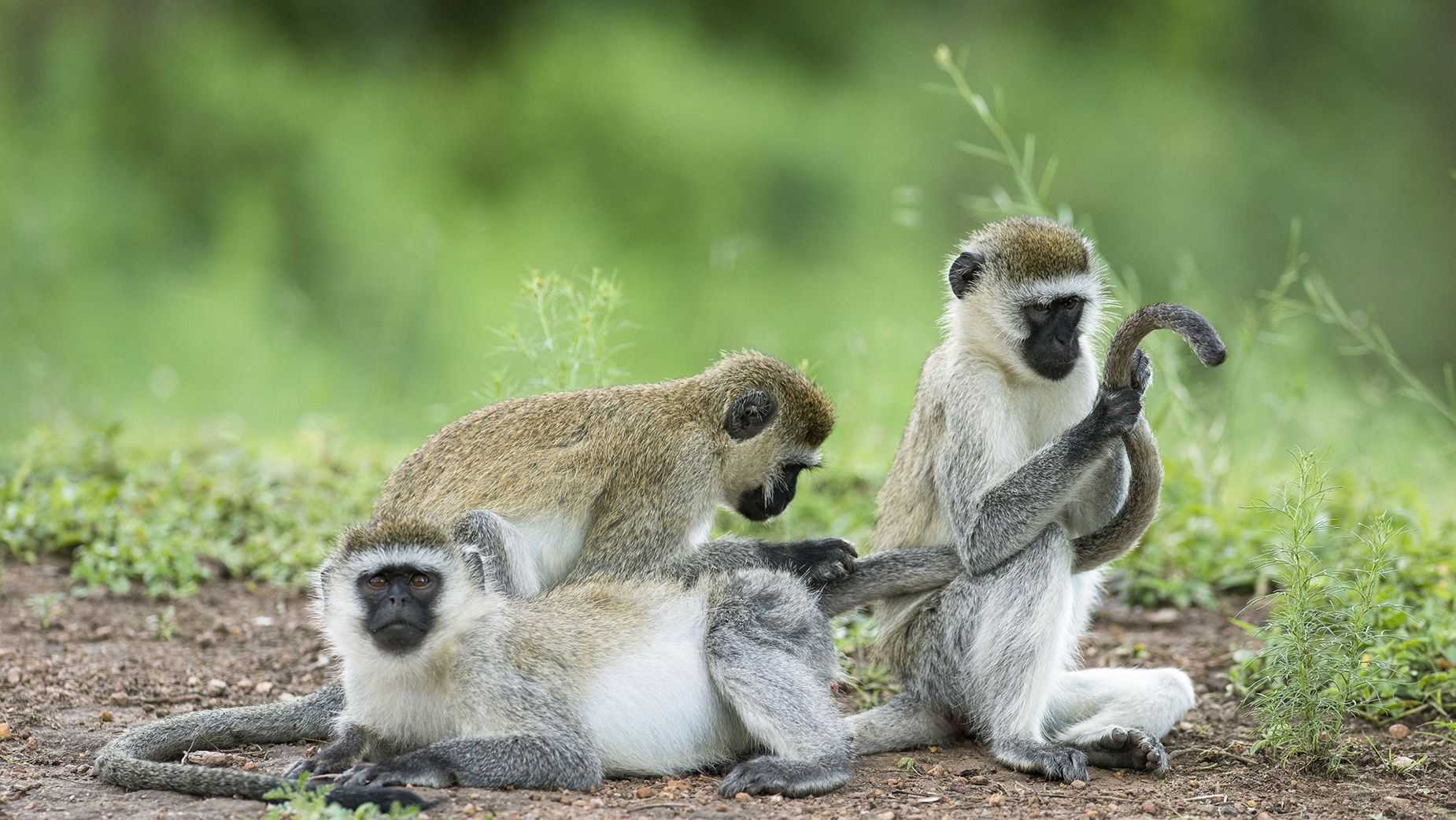 Why don't humans have tails? Scientists find answers - Vimarsana News