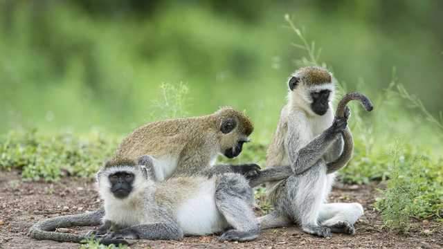 Why don't humans have tails? Scientists find answers - Vimarsana News
