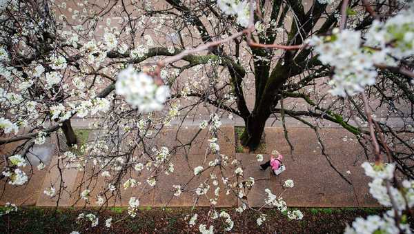 Warming temperatures mean trees bloom earlier, pollen season lasts longer and pollen grains are more likely to provoke your sinuses.