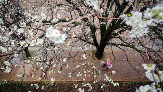 Here's why pollen allergies are worse than ever - Vimarsana News