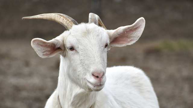 Island overrun by goats is offering them free to anyone who can catch them - Vimarsana News