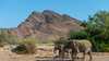 Namibia elephants