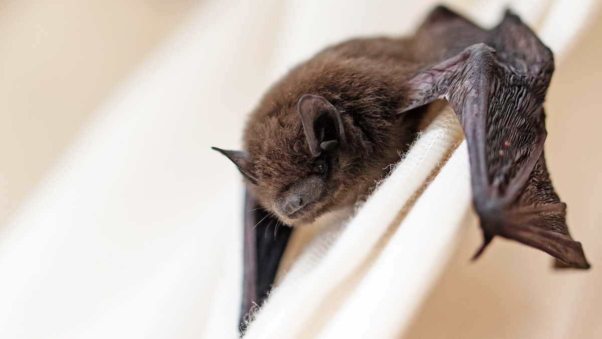 New bat coronavirus found by Wuhan scientists