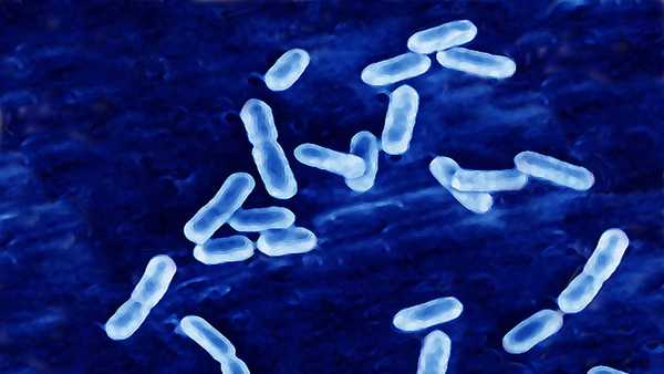 listeria cells generic