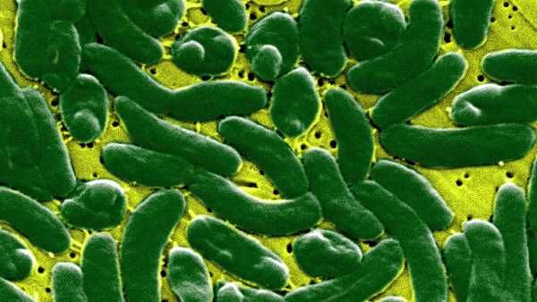 vibrio vulnificus