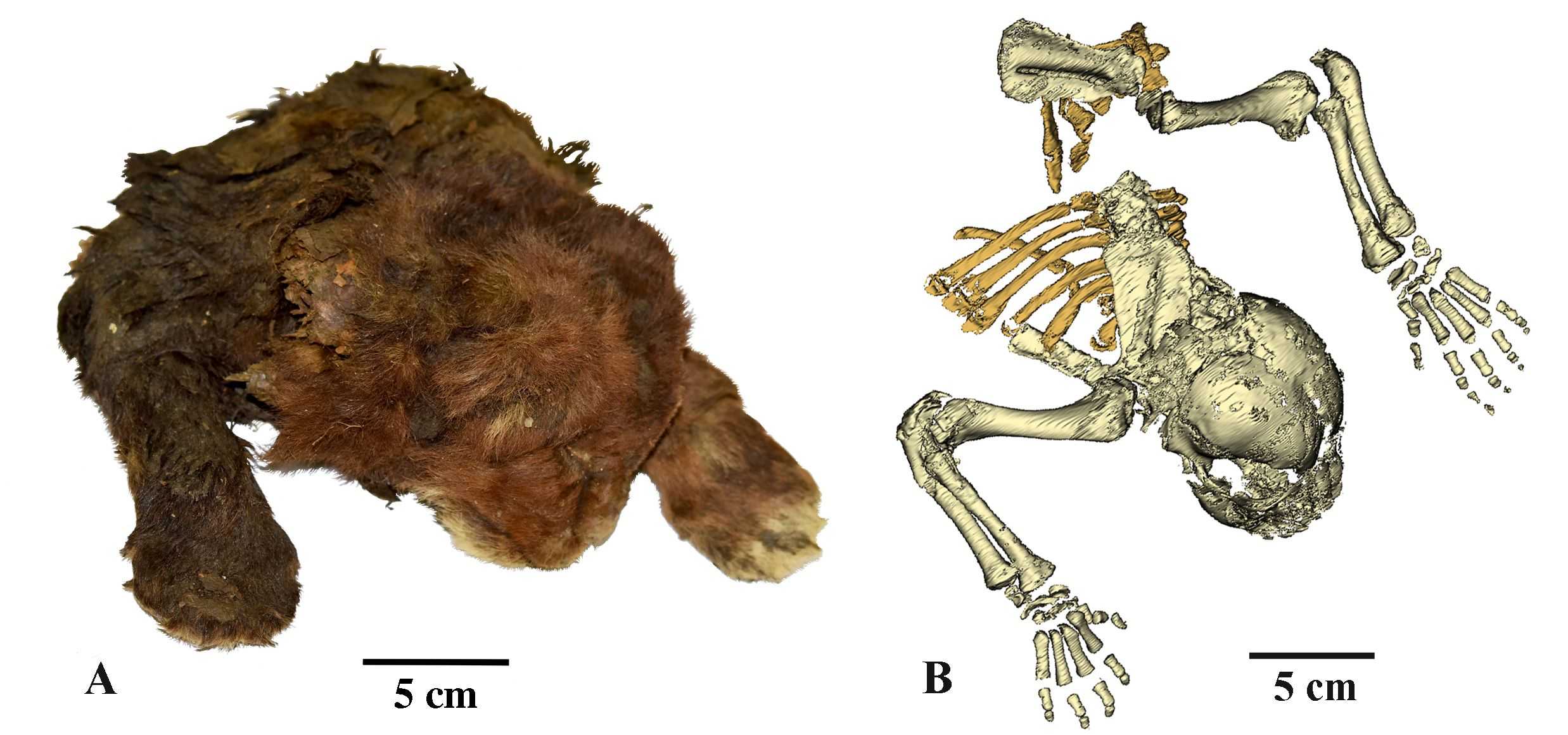 Baby Saber-toothed Cat Mummy Found In Siberia With Intact Skin, Fur And ...