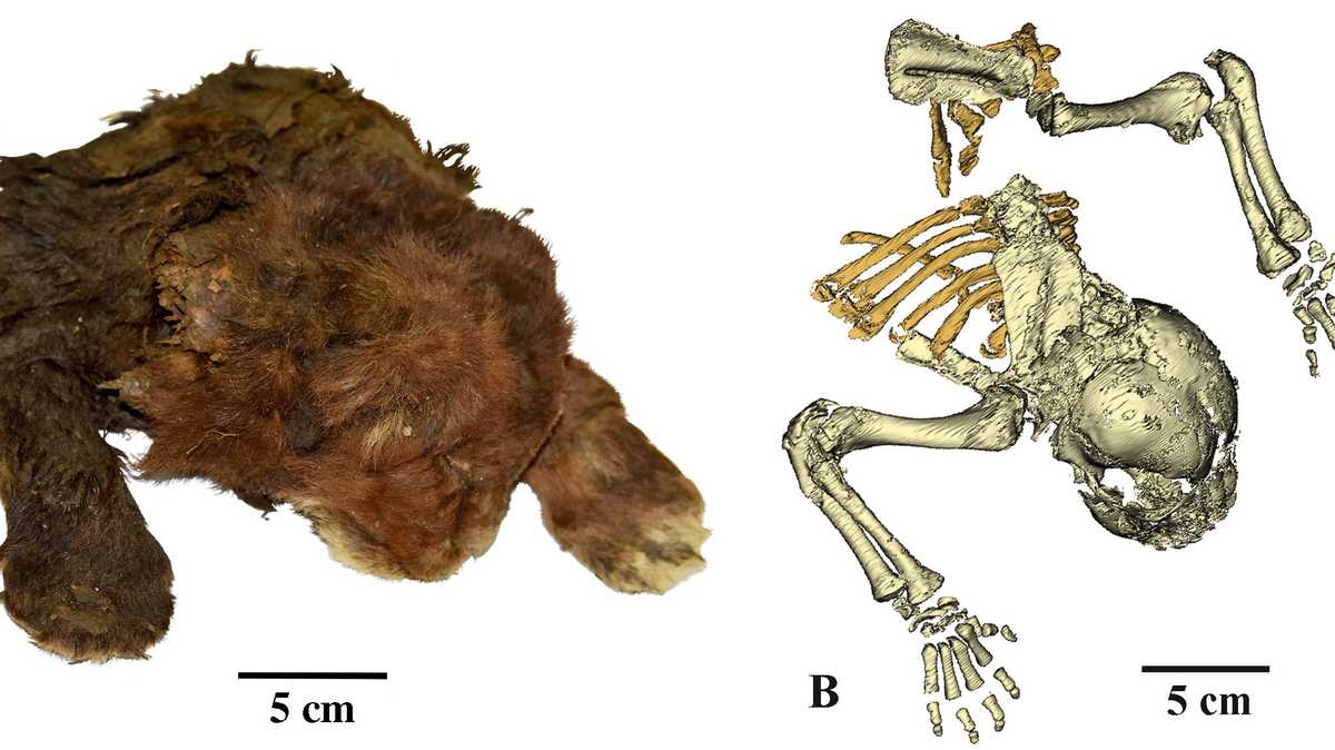 Baby saber-toothed cat mummy found in Siberia with intact skin, fur and ...