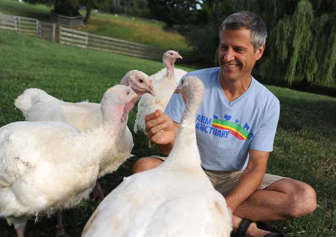 Gene Baur, director ejecutivo y cofundador de Farm Sanctuary, ofrece la adopción de pavos este Día de Acción de Gracias.