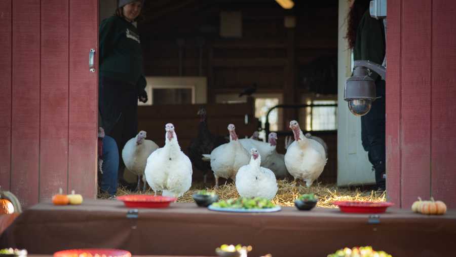 The turkeys at Farm Sanctuary eagerly await their special meal in Watkins Glen, New York in 2019.