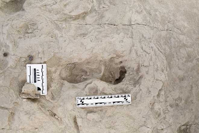 Shown here is a fossil footprint hypothesized to have been created by Homo erectus, a species of ancient human.