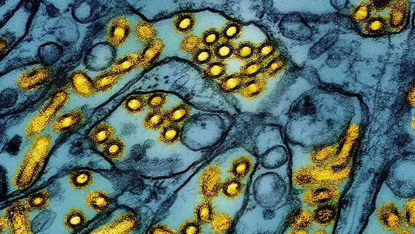 A genetic analysis of samples of the bird flu virus from a Louisiana patient show the virus likely mutated in the patient to potentially become more transmissible to humans.