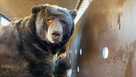 California man finds 525-pound bear under his home after LA fire