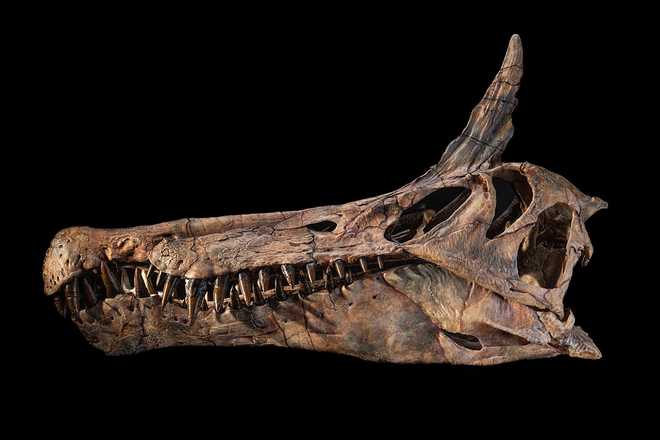 Spinosaurus mirabilis