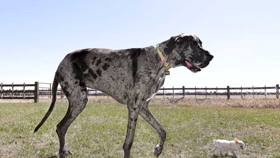 Reggie (left) is the world's tallest dog while Pearl (right) is the world's shortest.