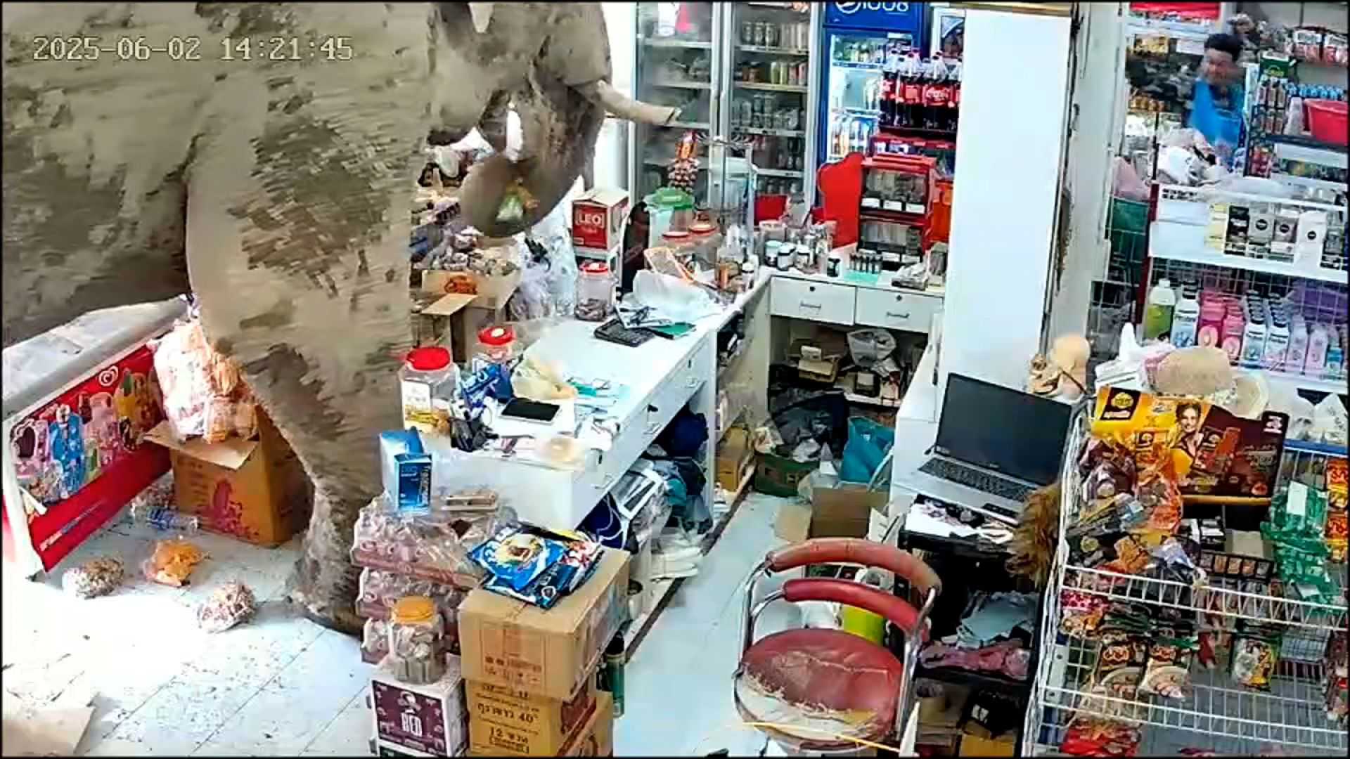 <a href="https://www.kmbc.com/article/video-elephant-eats-convenience-store-snacks/64963578" target="_blank">Caught on camera: Elephant helps itself to some snacks at convenience store in Thailand</a>