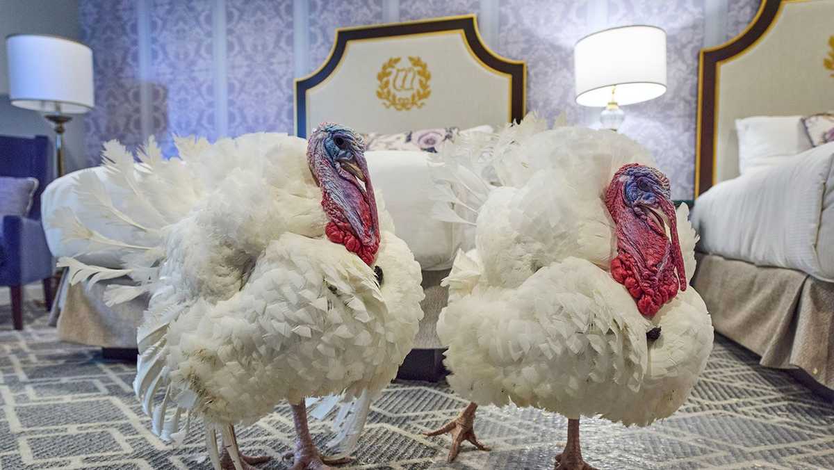 President Trump set to pardon Gobble and Waddle for annual turkey pardon