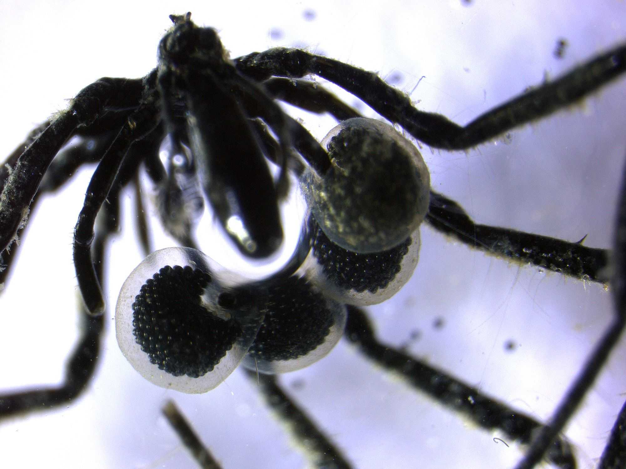 <a href="https://www.kmbc.com/article/methane-eating-deep-sea-spiders/65092408" target="_blank">First methane-powered sea spiders found crawling on the ocean floor</a>