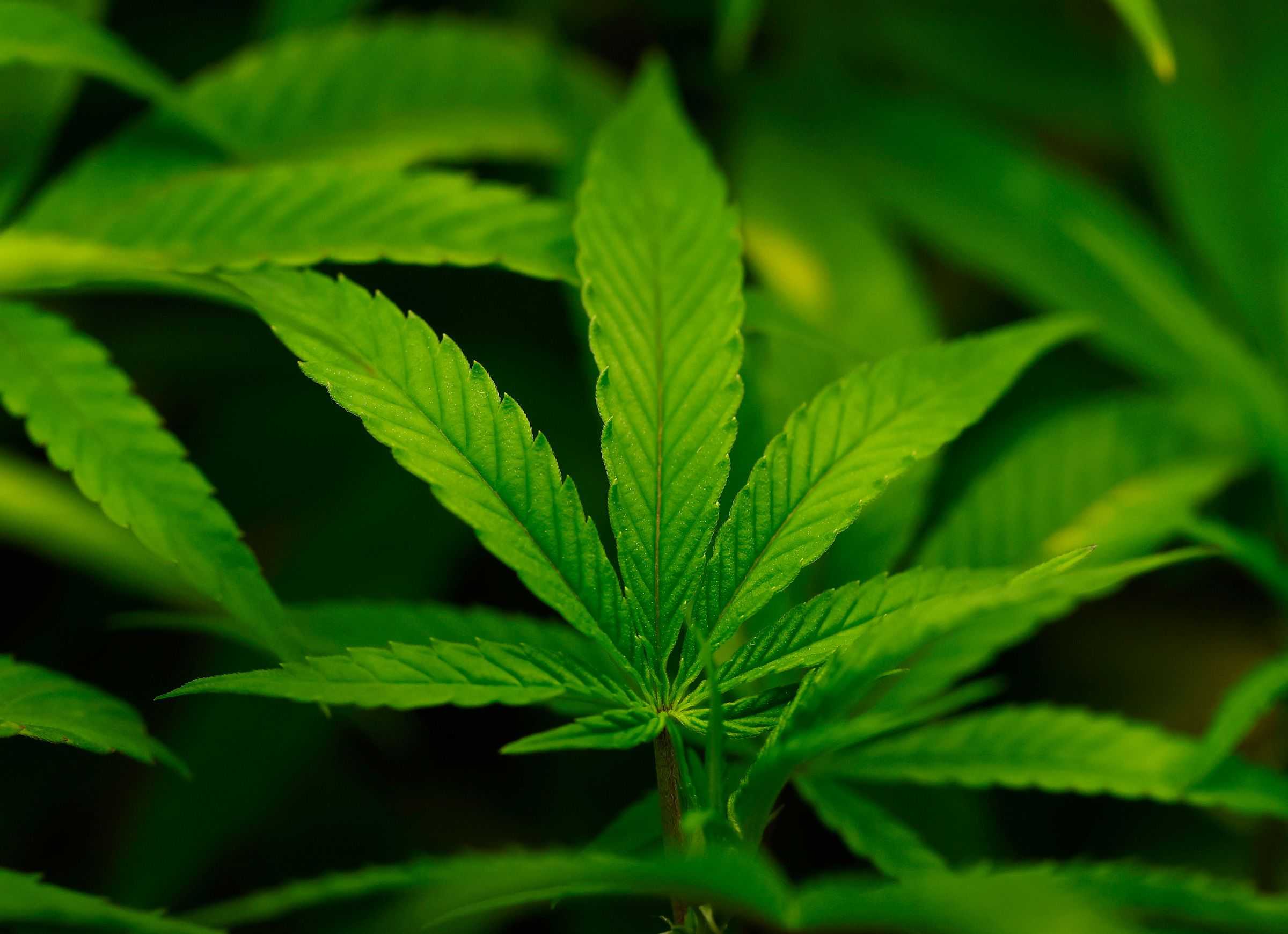 koco.com - Kit Maher, Steve Contorno, CNN - White House is considering reclassifying marijuana to ease restrictions on the drug