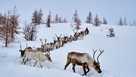 Reindeer herd