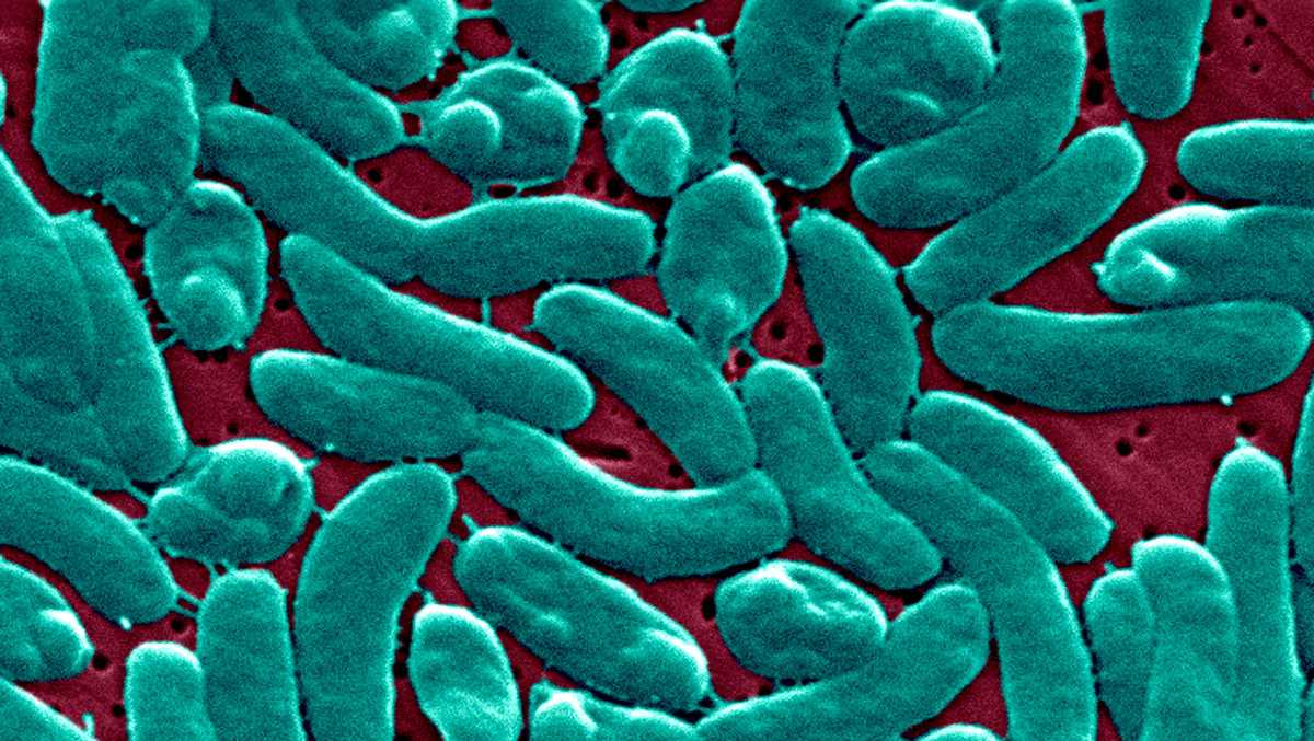 Flesh-eating Bacteria Cases Surge 800% Along U.S. Coasts
