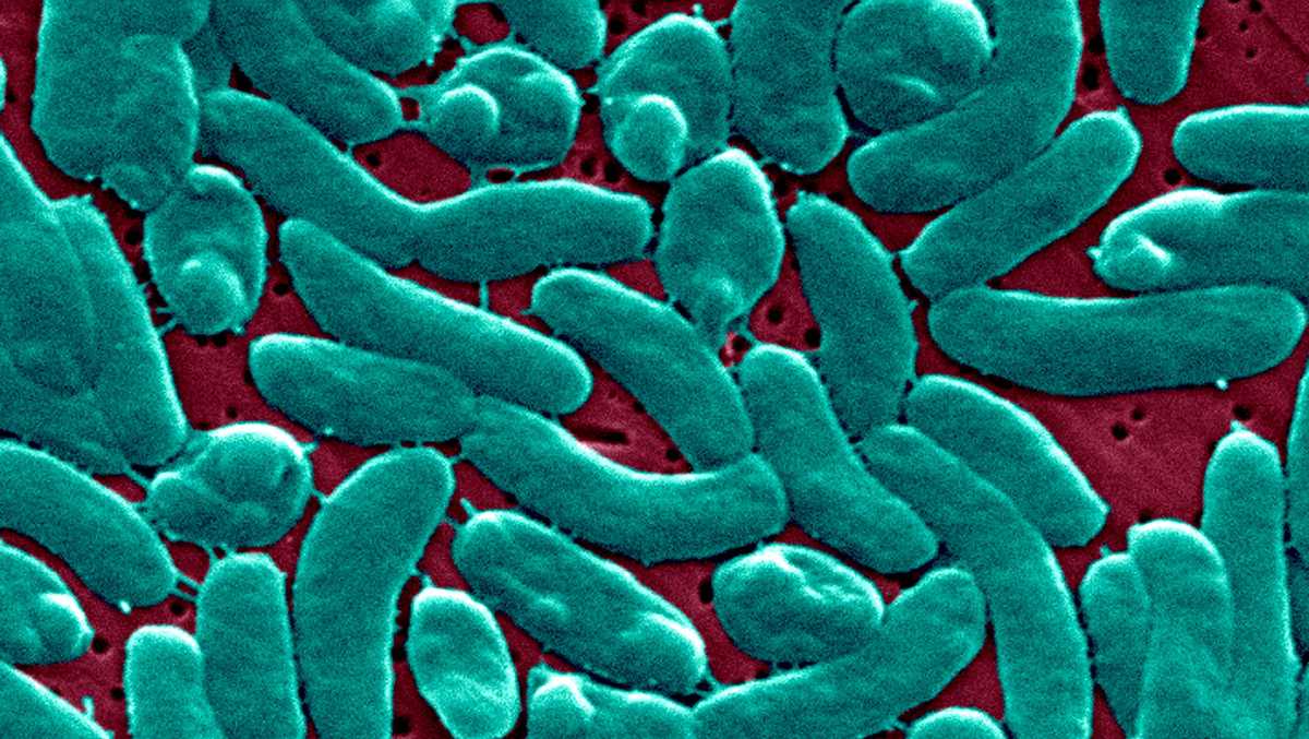 Flesh-eating Bacteria Cases Surge 800% Along U.S. Coasts