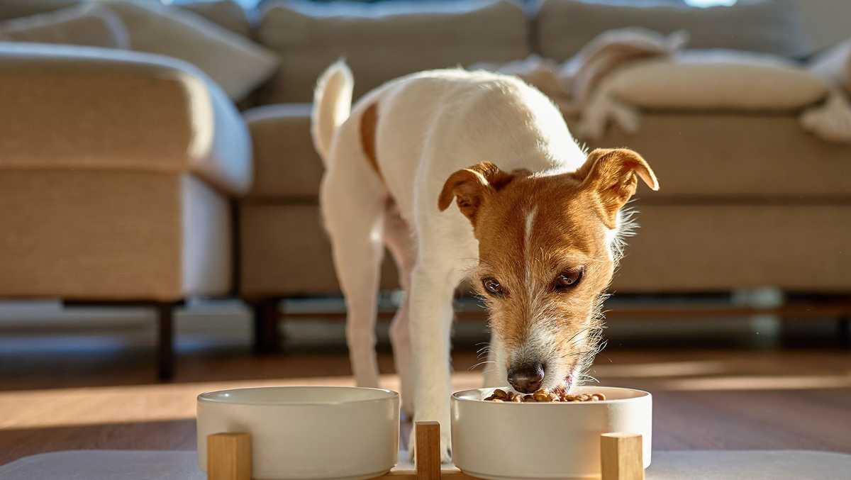 Commercial dog food contains 'alarming' levels of lead, mercury and other contaminants