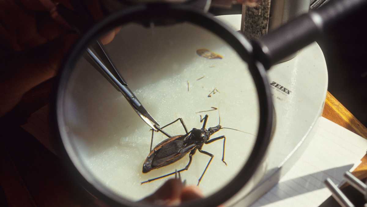 'Kissing bug' disease is here to stay in the US, experts say. Here's why it's spreading