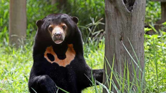 World's smallest bear finally getting recognition But is that good? - Vimarsana News