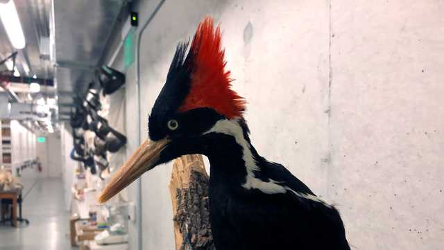 Ivory-billed woodpecker will not be listed as extinct — for now - Vimarsana News